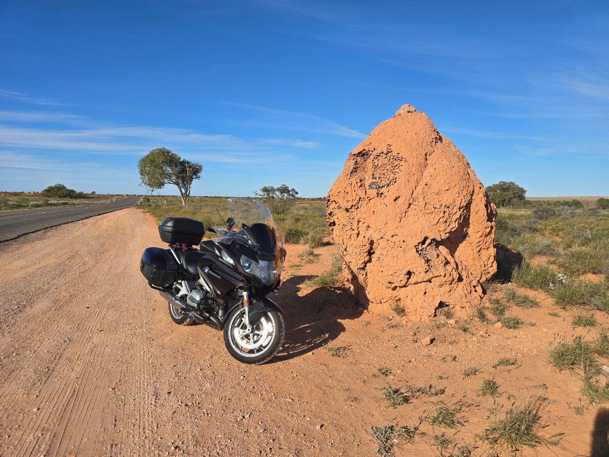 There are much larger specimens, but none that are easily accessible from the road.