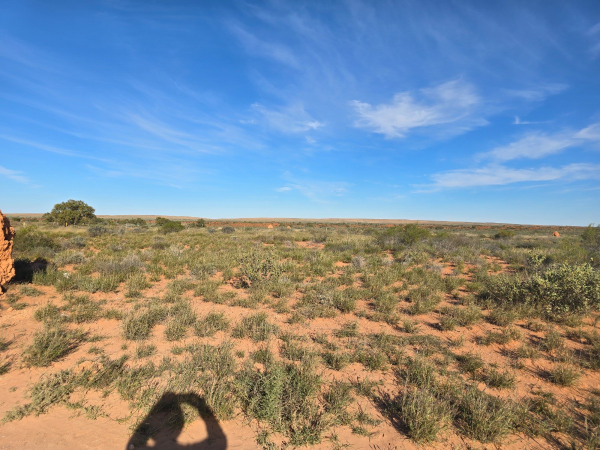 There are hundreds of Ant Hills, heaps of Shrubs, but no Trees